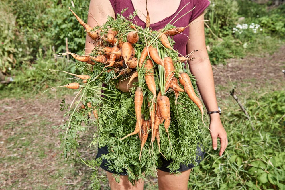 peace of land, permakultur, berlin, saskia uppenkamp, reportage, nachhaltigkeit, energiewende, portrait, fotograf, berlin, gartenprojekt