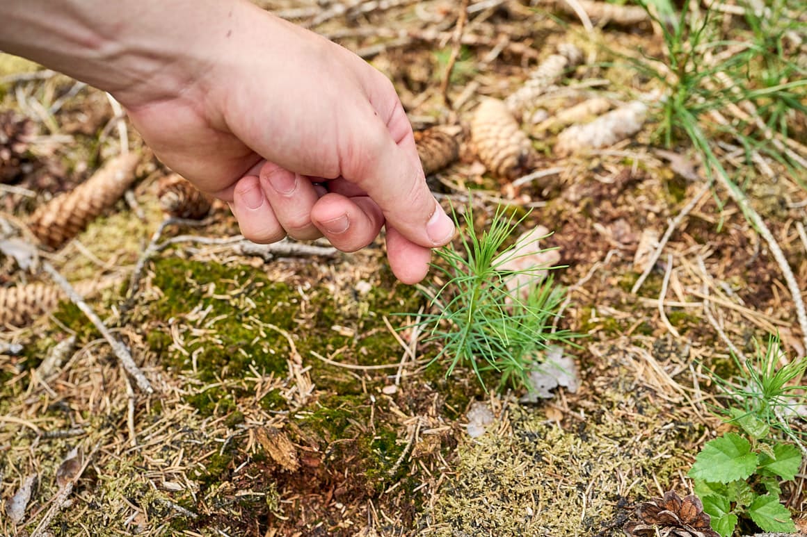 Unternehmensfotografie – Skyseed, Hand und Baumsetzling